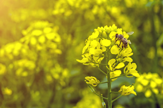 the bee collects the nectar on the mustard flowers in the field