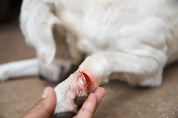 dog injured Wound on paw