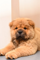 Chow chow puppy in the house. Purebred red dog chow chow