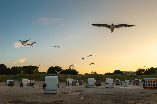 M&ouml;wen (Laridae) fliegen am Himmel &uuml;ber der Ostsee. Insel Usedom. Selektiver Fokus und geringe Tiefensch&auml;rfe.