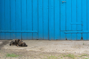 The dog lies near the blue gate