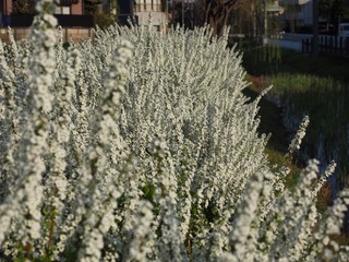 yukiyanagi spiraea spirea