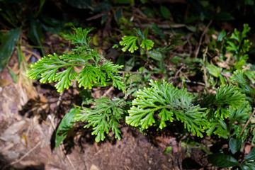 Flora of Cameron Highlands mountains
