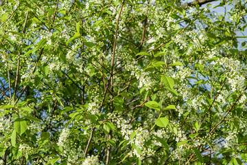 White cherry flowers on branches with green leaves in early spring, landscape
