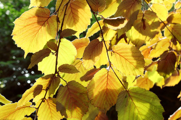 Close-up of yellow green leaves backlit by the sun in springtime