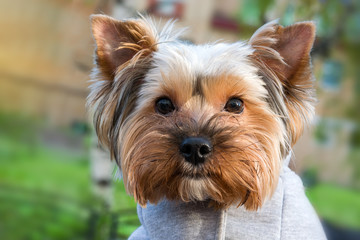 Funny cute shaggy red pet dog, head close-up, on blurred background 
