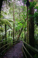 Fototapeta na wymiar walkway in a forest
