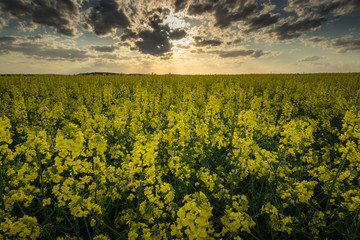 Field rapeseed in Moravia, Czech Republic