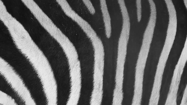zebra skin