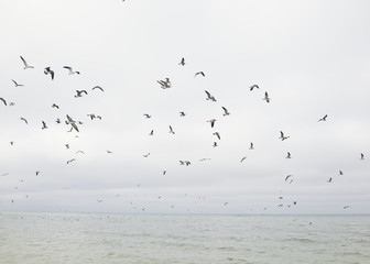 Ocean birds