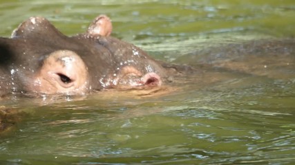 hippopotamus plays with a log