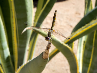 Dragonfly on agave leaf, central Namibia
