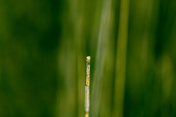 broken cane, selective focus