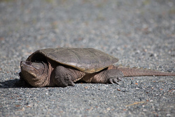Snapping Turtle Female