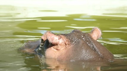 hippopotamus emerges from the water