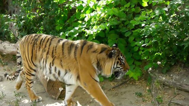 tiger walks, slow motion