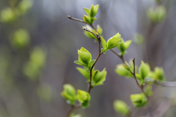 blossoming leaves in spring
