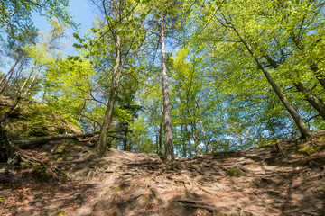 Forest near Bastei bridge in Saxon Switzerland in spring, Germany
