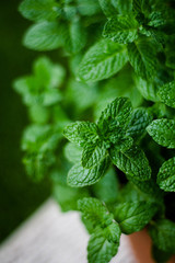 Mint plant close-up