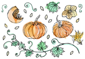 Watercolour Vegetable Pumpkin. Plant with Leaves, Flower and Seeds. Realistic Hand Drawn Illustration. Savoyar Doodle Style.