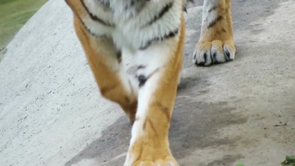 paws of the tiger walk, slow motion