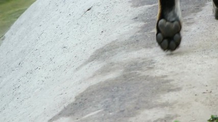 paws of the tiger walk