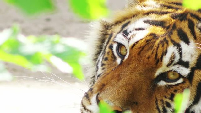 tiger looks, close-up