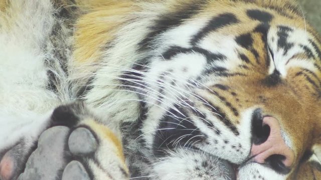 tiger is asleep