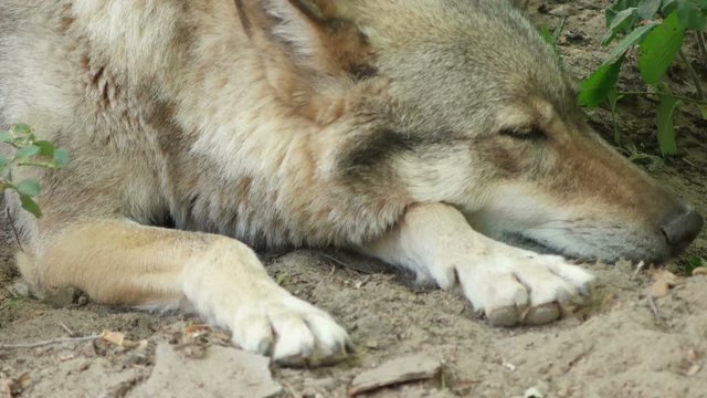 wolf is sleeping 