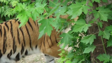 Tiger goes slow motion