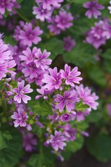 Malva sylvestris (Usubeni-aoi)

