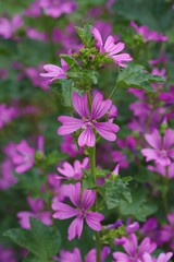 Fototapeta premium Common mallow (Zeni-aoi) 