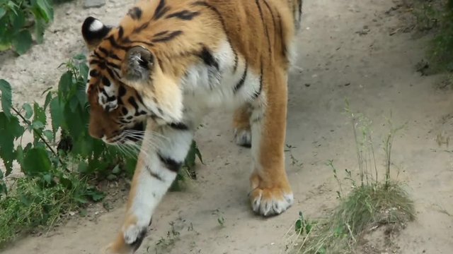 predator goes, slow motion