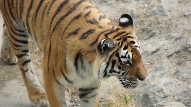 tiger walks and watches, slow motion