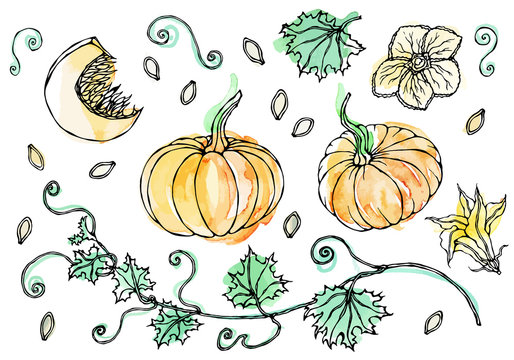 Watercolour Vegetable Pumpkin. Plant with Leaves, Flower and Seeds. Realistic Hand Drawn Illustration. Savoyar Doodle Style.