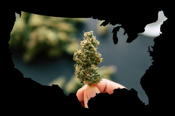 Cannabis Bud in the United State of America, Legal Marijuana in America. Cannabis bud in hand of...