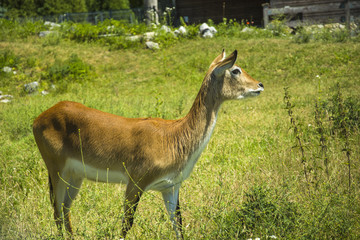 Red Lechwe Antelope
