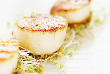 Scallops