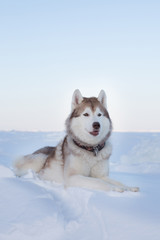 Portrait of Prideful dog breed husky is lying on the snow at sunset in winter. Image of Siberian husky is on the ice floe of the frozen sea