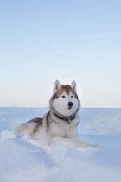 Portrait of Prideful dog breed husky is lying on the snow at sunset in winter. Image of Siberian husky is on the ice floe of the frozen sea