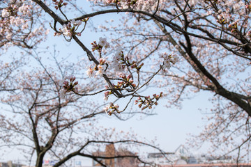 桜