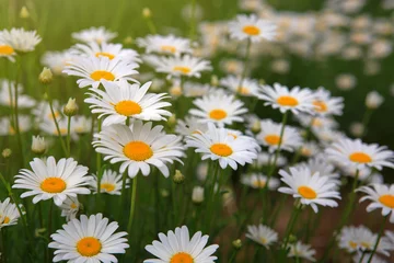 Crédence de cuisine en verre imprimé Marguerites White daisy flowers . Summer background.