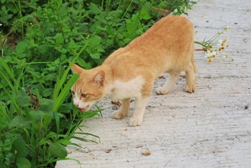 A cute white and yellow cat eating grass. Grasses are the natural medicine for cat. Soft focus.