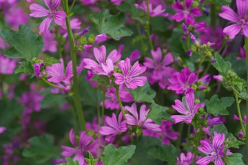 Common mallow (Zeni-aoi)
