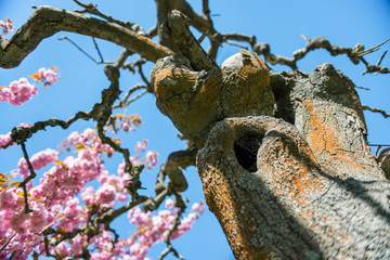 low angle view of sakura tree with pink flowers on branches against cloudless blue sky