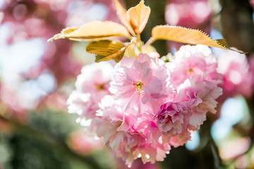 Close up view of pink flowers on branch of sakura tree