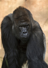 Portrait of a close-up of male gorilla in the zoo, the most dangerous and biggest monkey . Look of a great ape. Close Up portrait .