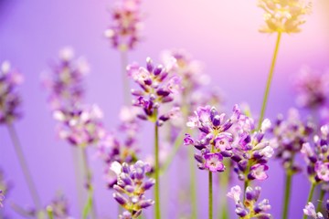 Grußkarte - Lavendel