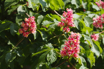 Kastanienblüten auf  Baumzweigen