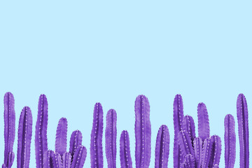 Violet cactus on blue color background